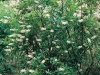 Clethra alnifolia paniculata 
